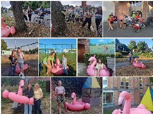 Flamingo